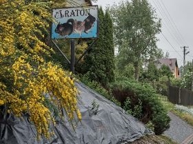 RATON hnízdění činčilí farma Krakow Radvanowice